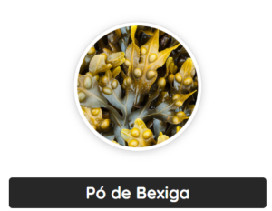 bexiga